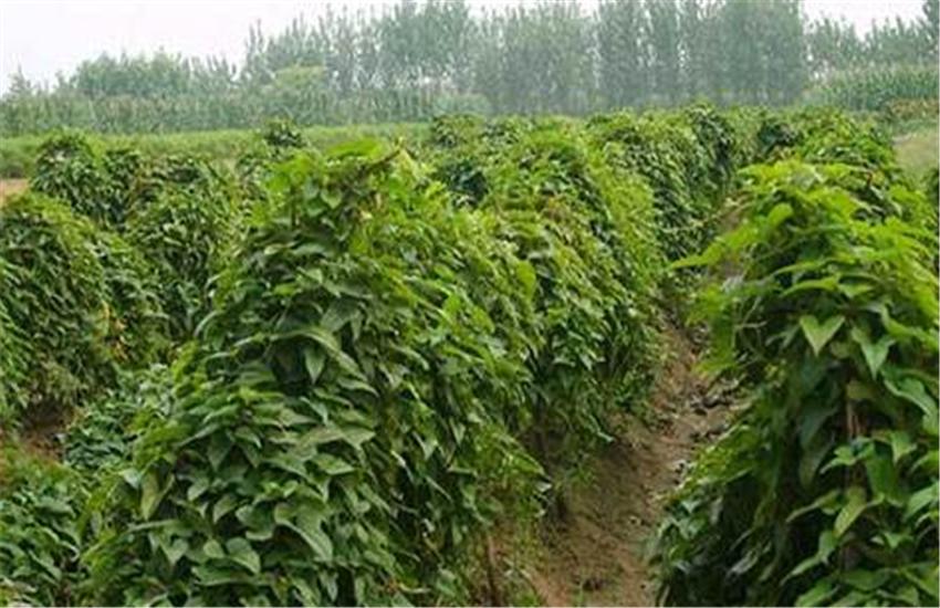 山药横栽种植技术视频教程,山药用pvc管种植技术