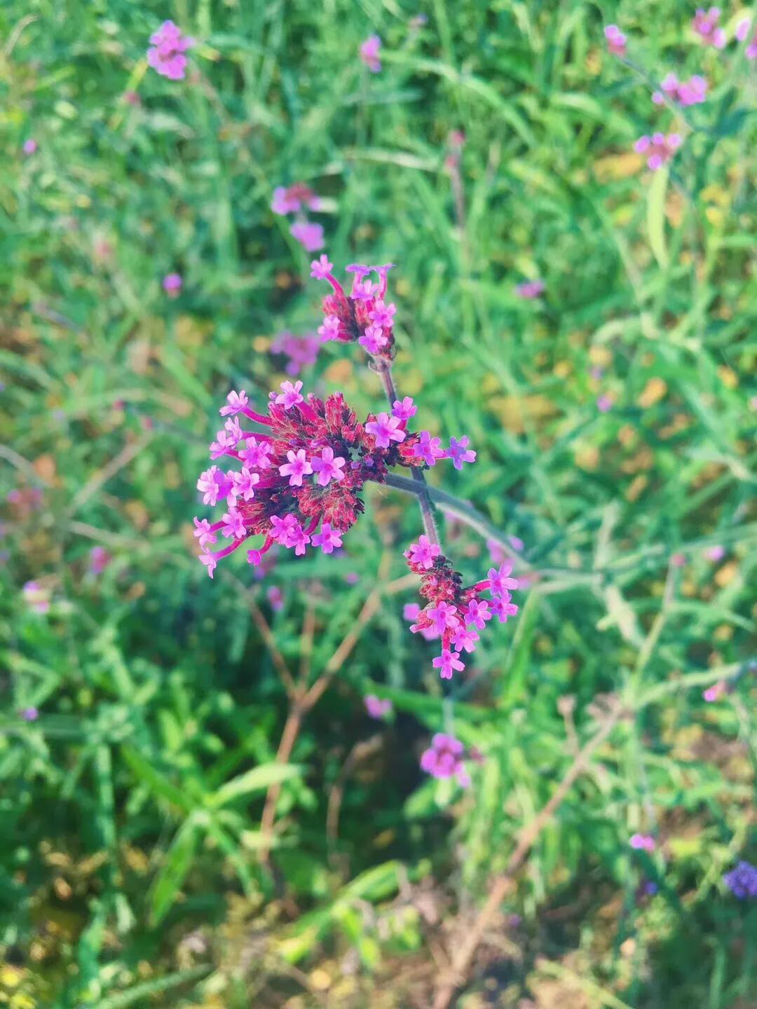 洋沙湖二日游必去景点,洋沙湖旅游在哪里