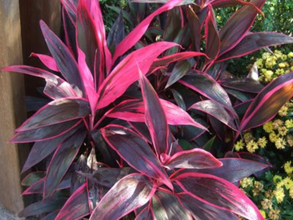 观叶植物叶尖发黄是什么原因,盆栽植物叶子发黄怎么了