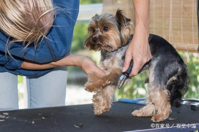 宠物美容师得病,宠物美容师死了谁负责