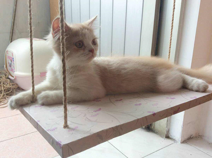 猫咪体外除虫会不会在家里,给猫咪洗澡能杀死跳蚤吗