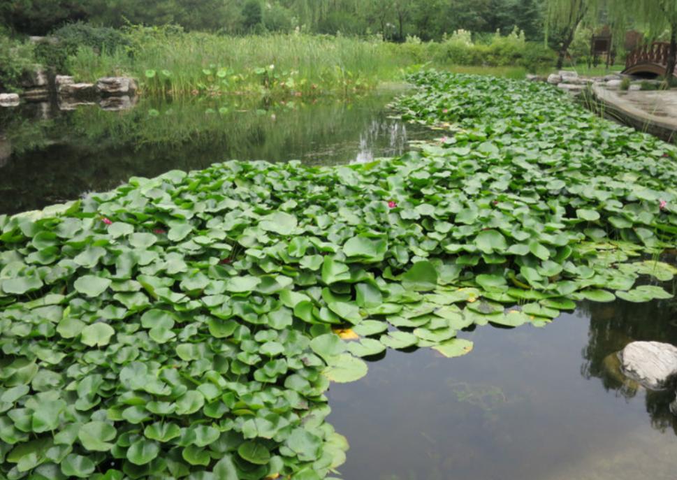 北京古塔公园历史,北京唯一湿地公园
