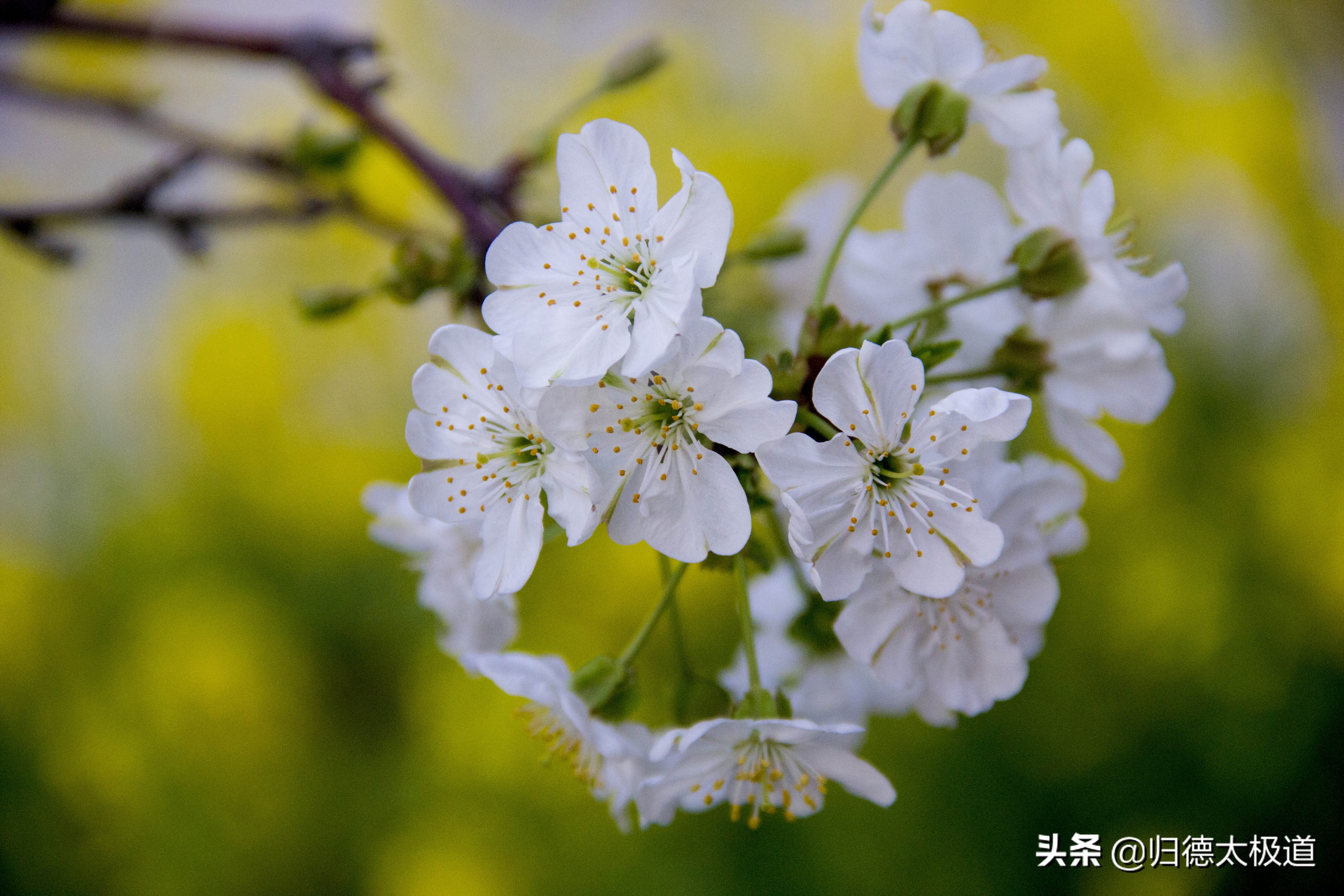 “东风袅，蝶花妖，俏蕊风流自艳摇”。少有人欣赏，它是谁？
