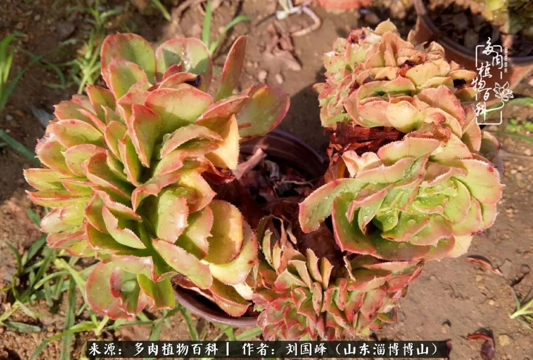 多肉安全度夏技巧,多肉如何度夏教学