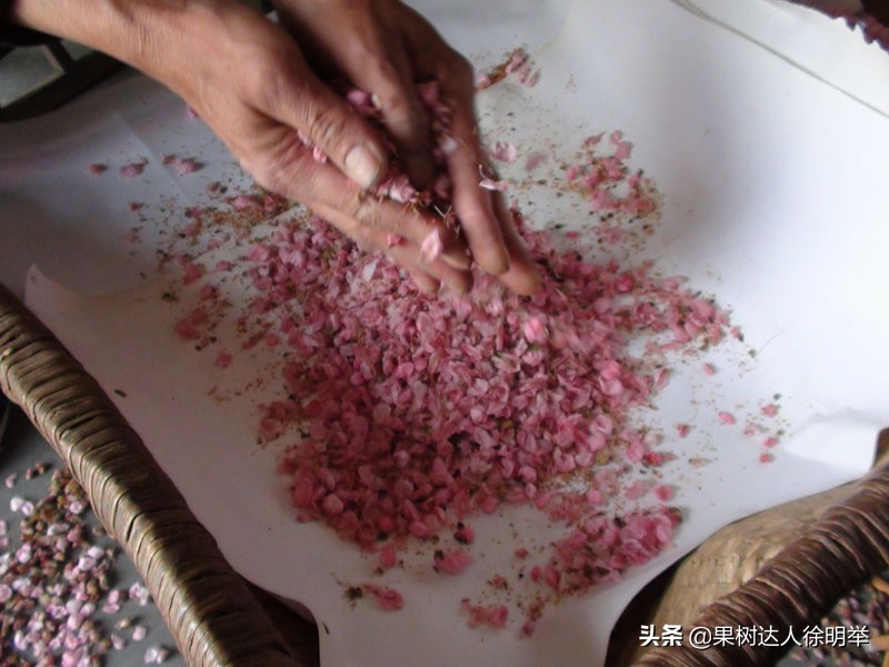 桃树如何种植结果多,正在结果的桃树怎么种植