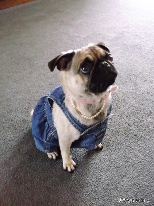 十大可爱的宠物狗,最潮的狗狗穿衣搭配