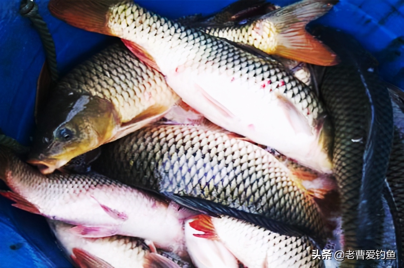 大衣哥经营现状,大衣哥朱之文的生意经和无奈