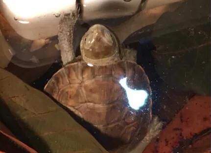 黄喉石龟图片大全,欧洲黄喉