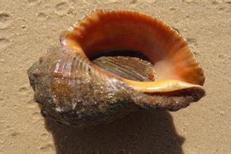 中国城市辽宁,辽宁省大连城市介绍