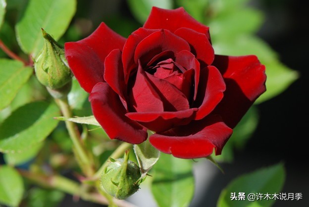 世上有黑色的花吗,世上有黑玫瑰吗