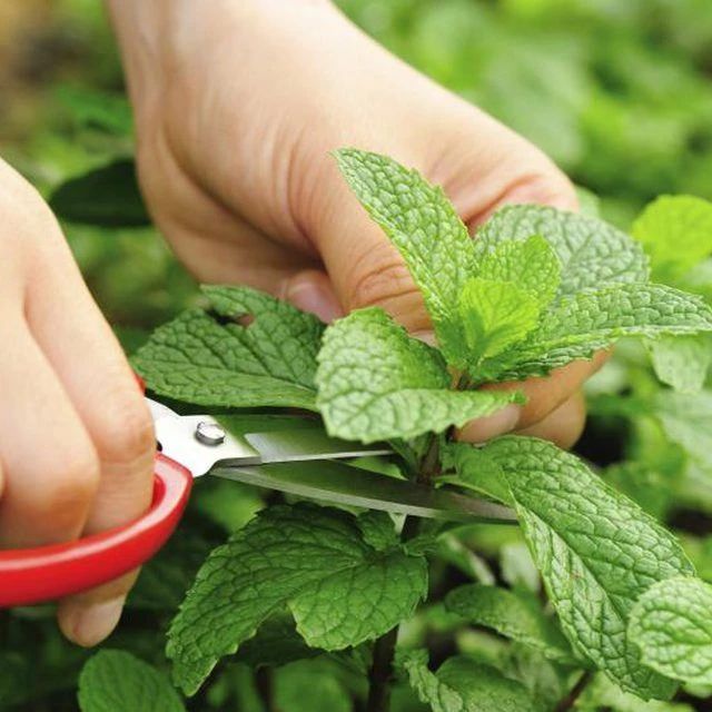 薄荷盆栽枯萎了一个星期怎么解决,薄荷黄叶枯萎怎么挽救