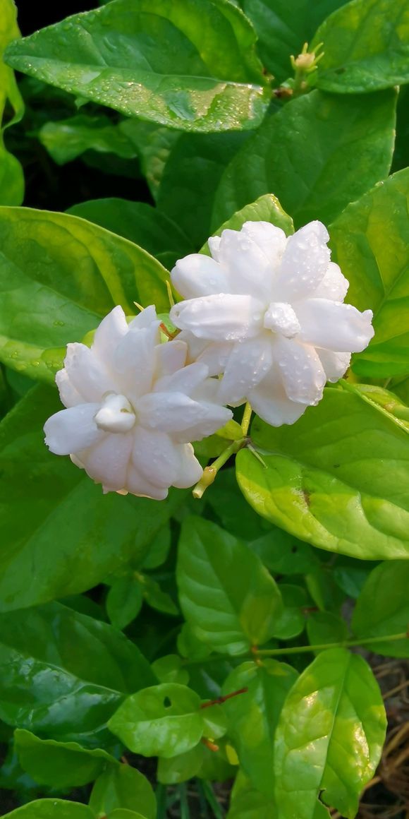 茉莉叶子掉光怎么养,茉莉叶发黄了怎么办小妙招