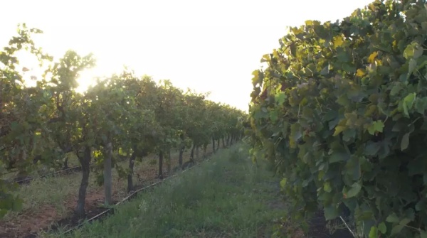 澳洲红酒黛伦堡,澳洲格兰堡红酒