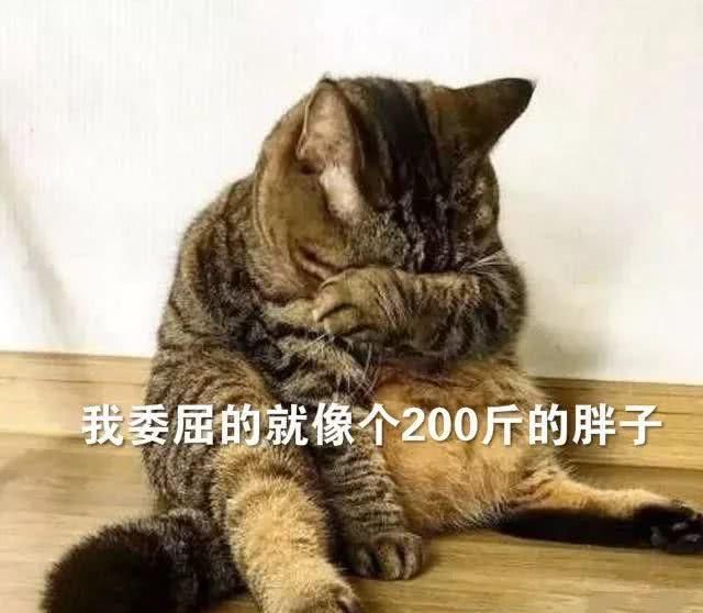 最适合家养的猫排名橘猫,最胖的品种猫排名