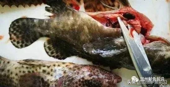 溪坑石斑鱼有寄生虫还能吃吗,石斑鱼里寄生虫怎么去除