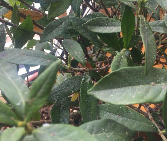 蚧壳虫大军来袭,家里植物上面多了一层蜡油,花友该怎么办?