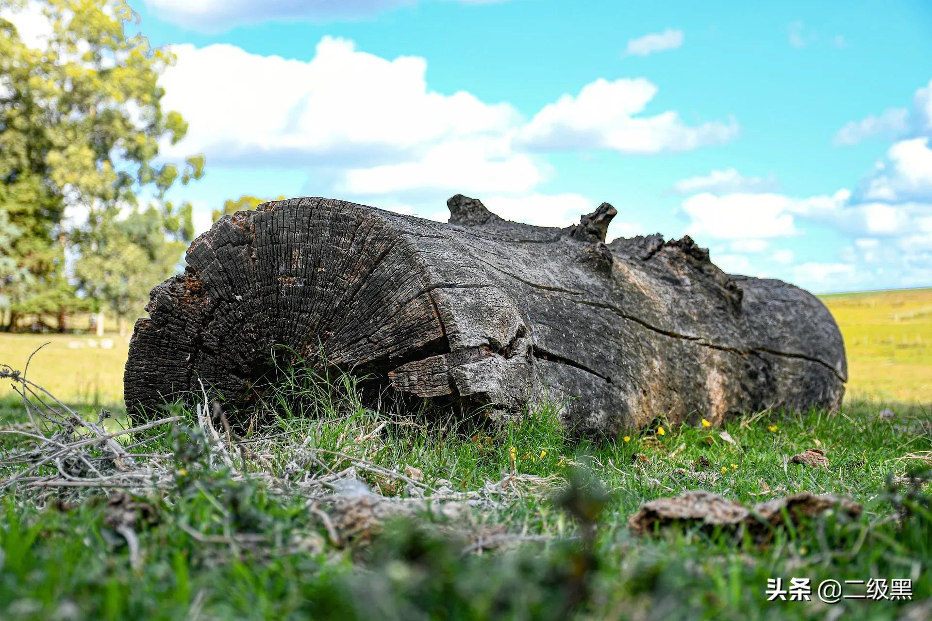 春节的由来和习俗故事动画片,春节文化由来和春联文化常识