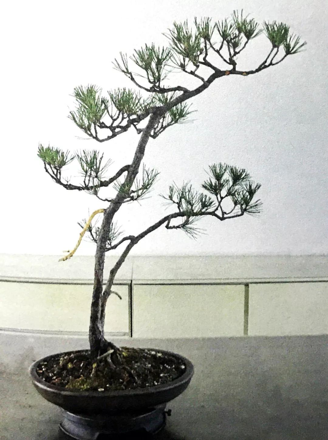 十年之前,它只是一棵黑松枝条;十年之后,作者开价十二万!