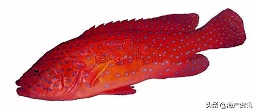 顶级海鲜鱼类大全图解,常见海鲜鱼类哪些便宜