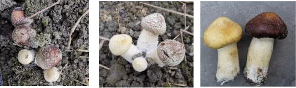 黄色大球盖菇母种,宝丰大球盖菇种植