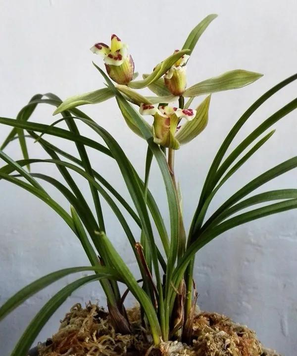 最便宜的兰花多少钱一株啊,为什么有的兰花卖到几十万一棵