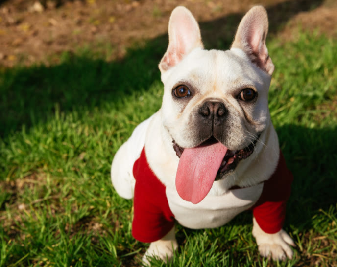 法斗吃什么狗粮最好,法斗吃什么狗粮好经济又实惠