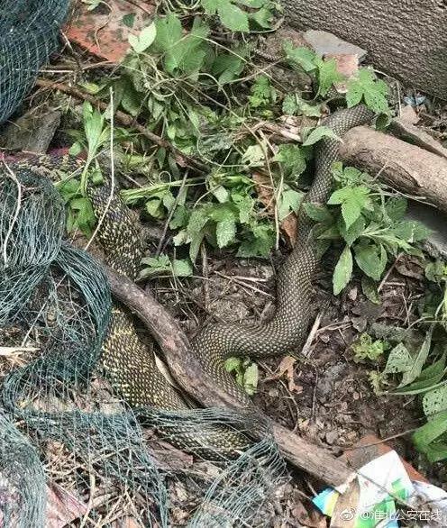 还没看《神奇动物在哪里》?没关系,你错过的神奇动物都在这里