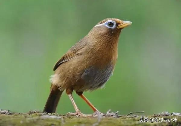 画眉鸟咬尾巴、吃翅膀咋办?干货分享,值得收藏