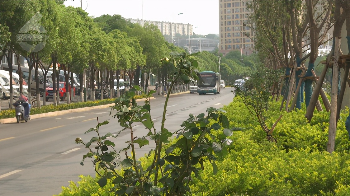 绿化带的月季花被偷,绿化带里的花被人偷了