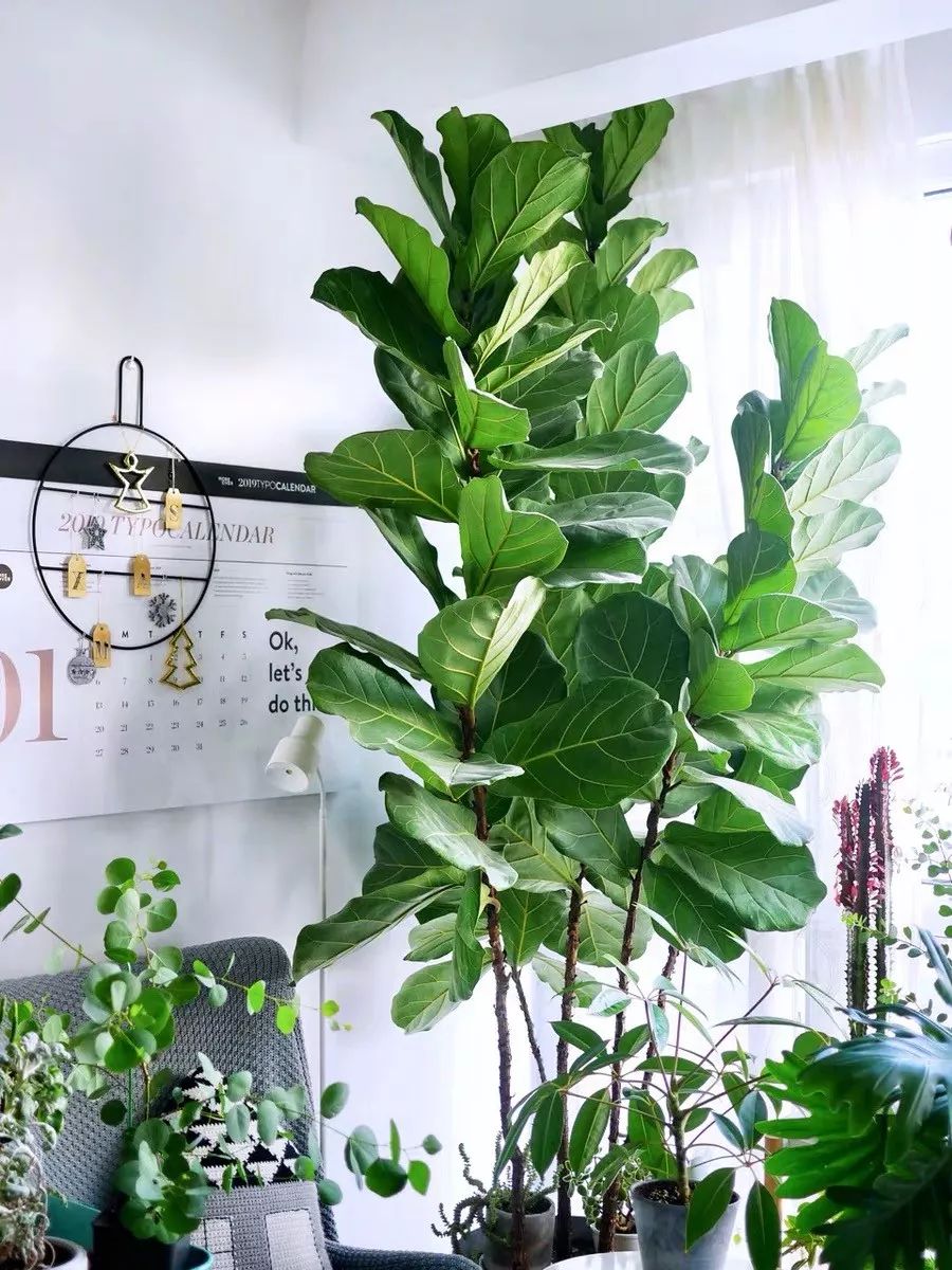 94种常见唯美观叶植物,会开花的绿色硬叶植物