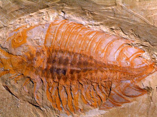 关于螃蟹科普知识,螃蟹科普