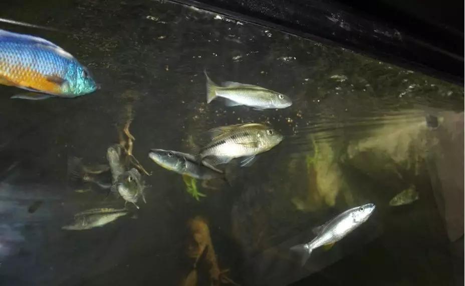 自己做大型水陆缸,在家自己打造一个沙漠缸