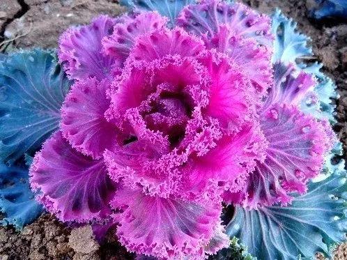 叶牡丹羽衣甘蓝,多头叶牡丹羽衣甘蓝