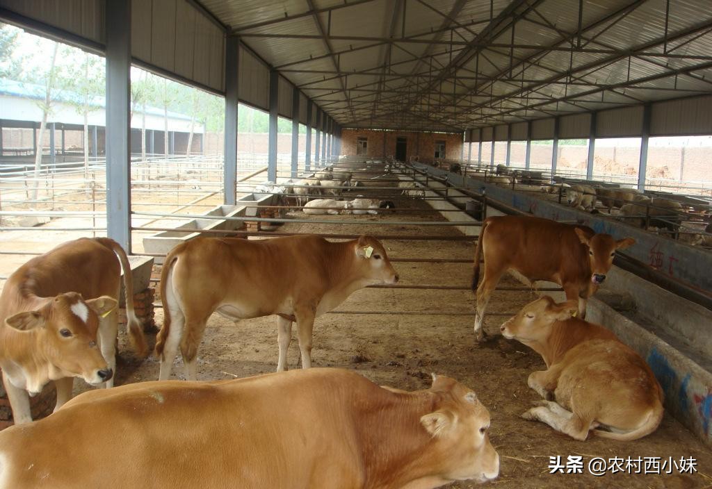 牛便血的防治方法,牛便血怎么防治