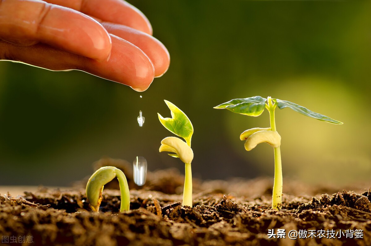 微生物菌肥什么品牌效果好,微生物菌肥效果