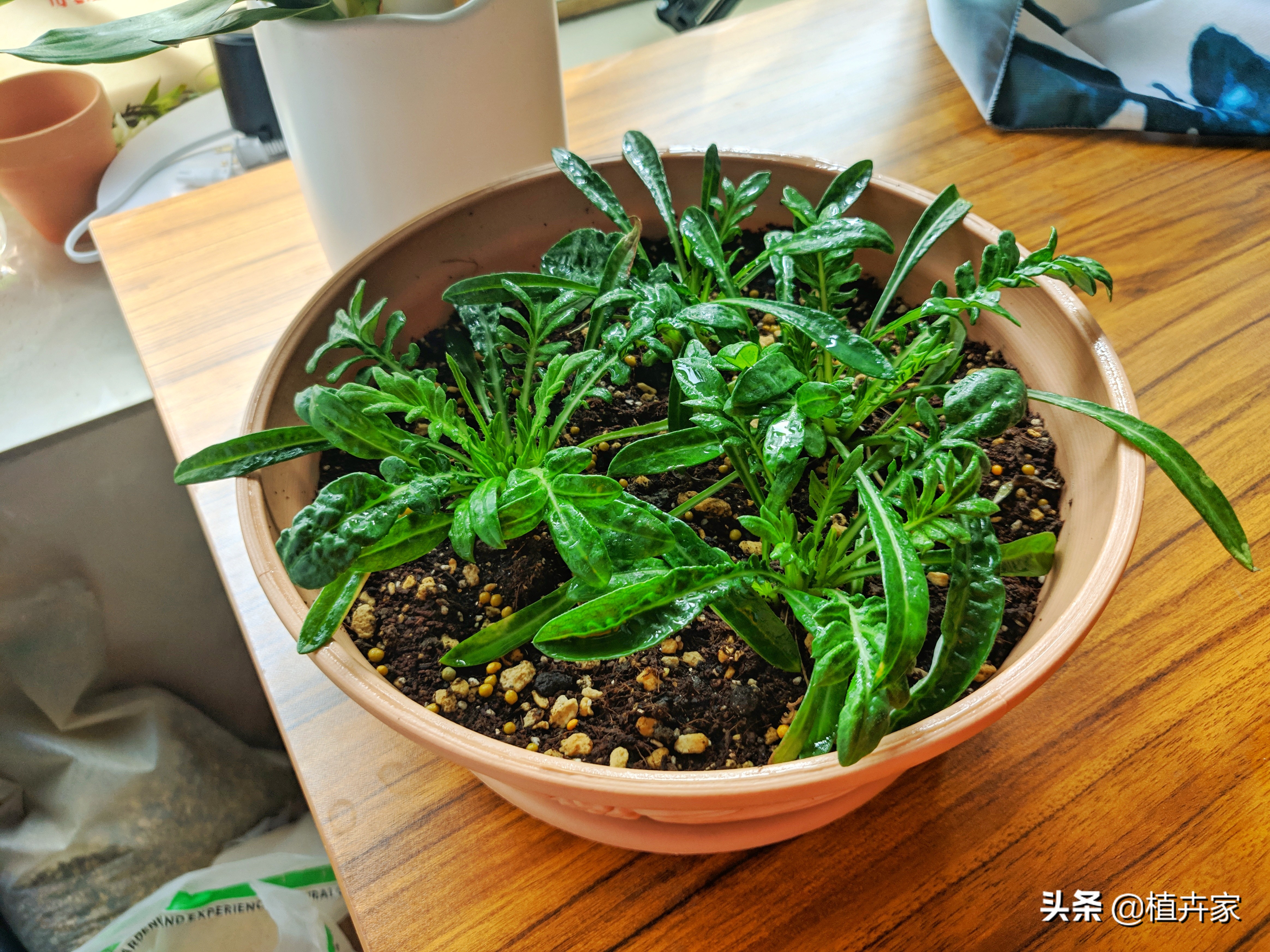 徒长拯救,勋章菊徒长