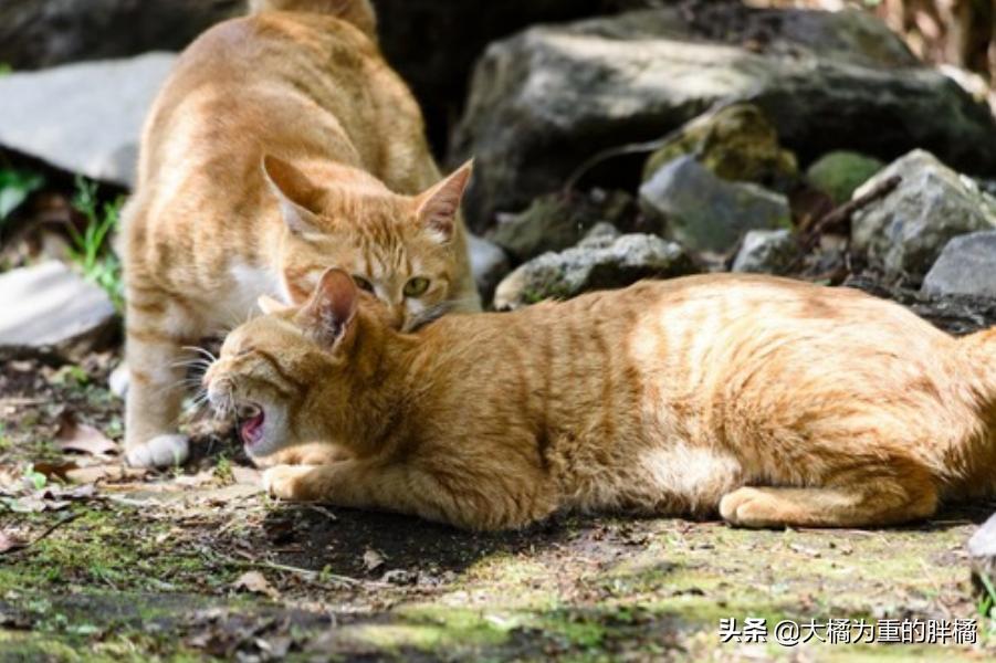 抓住猫脖子后果,抓住猫脖子为啥会蹬脚