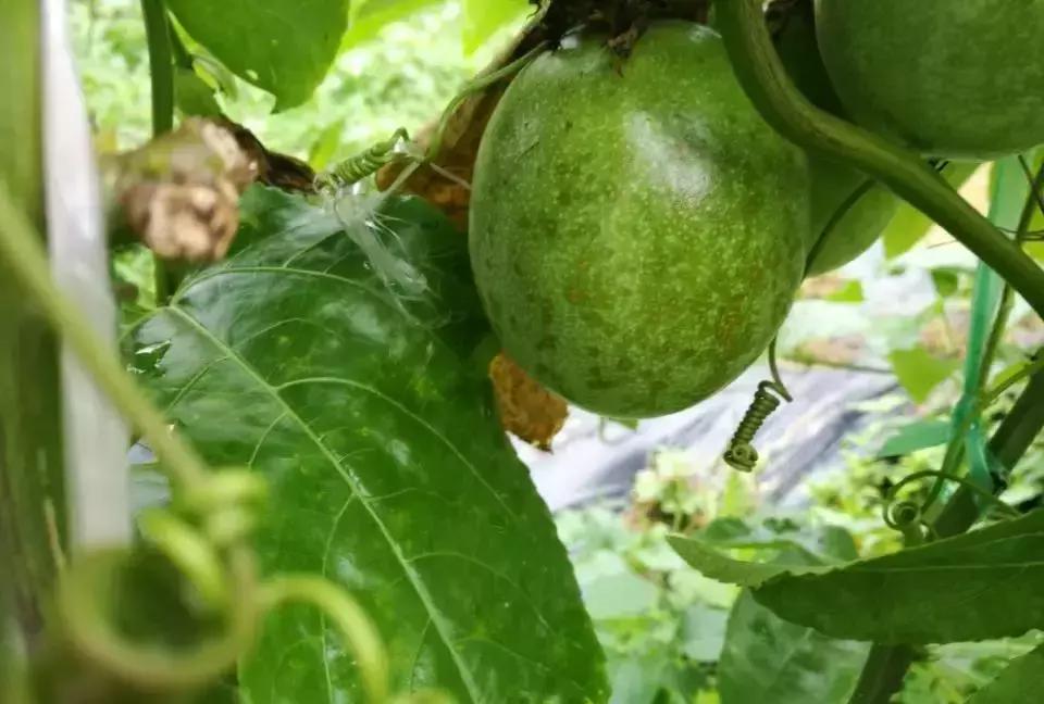 百香果的七大病害图解,百香果病害图谱及防治