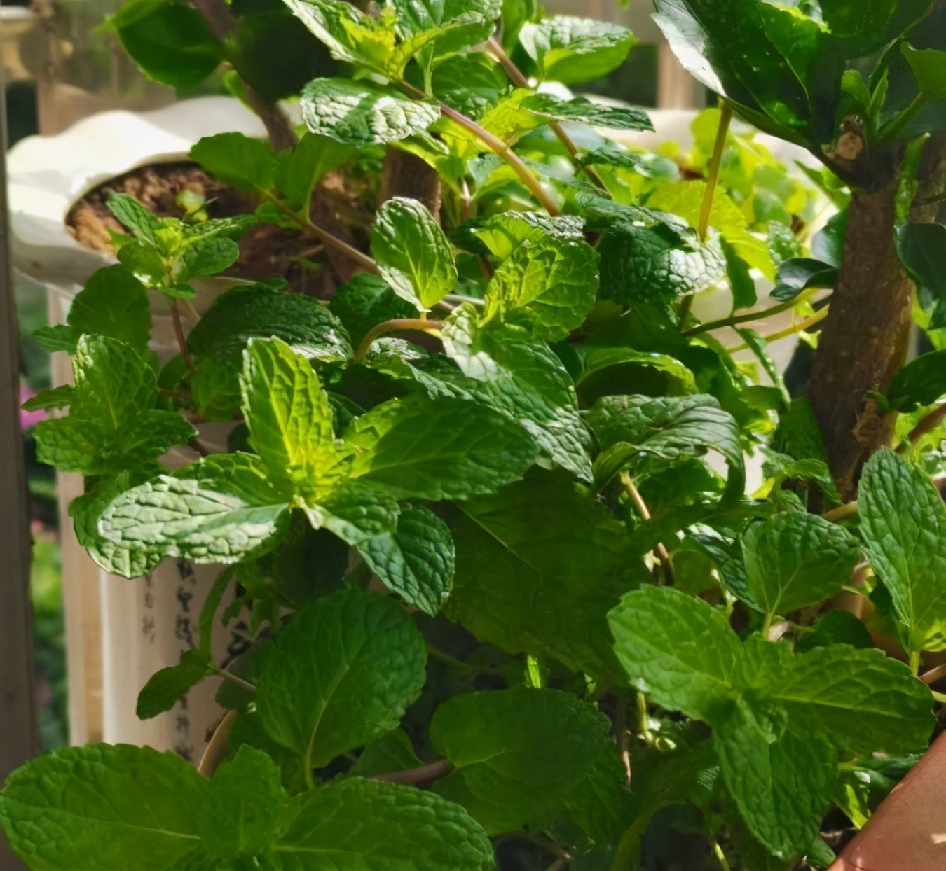 薄荷长出长长的枝条可以扦插吗,薄荷扦插几盆最好