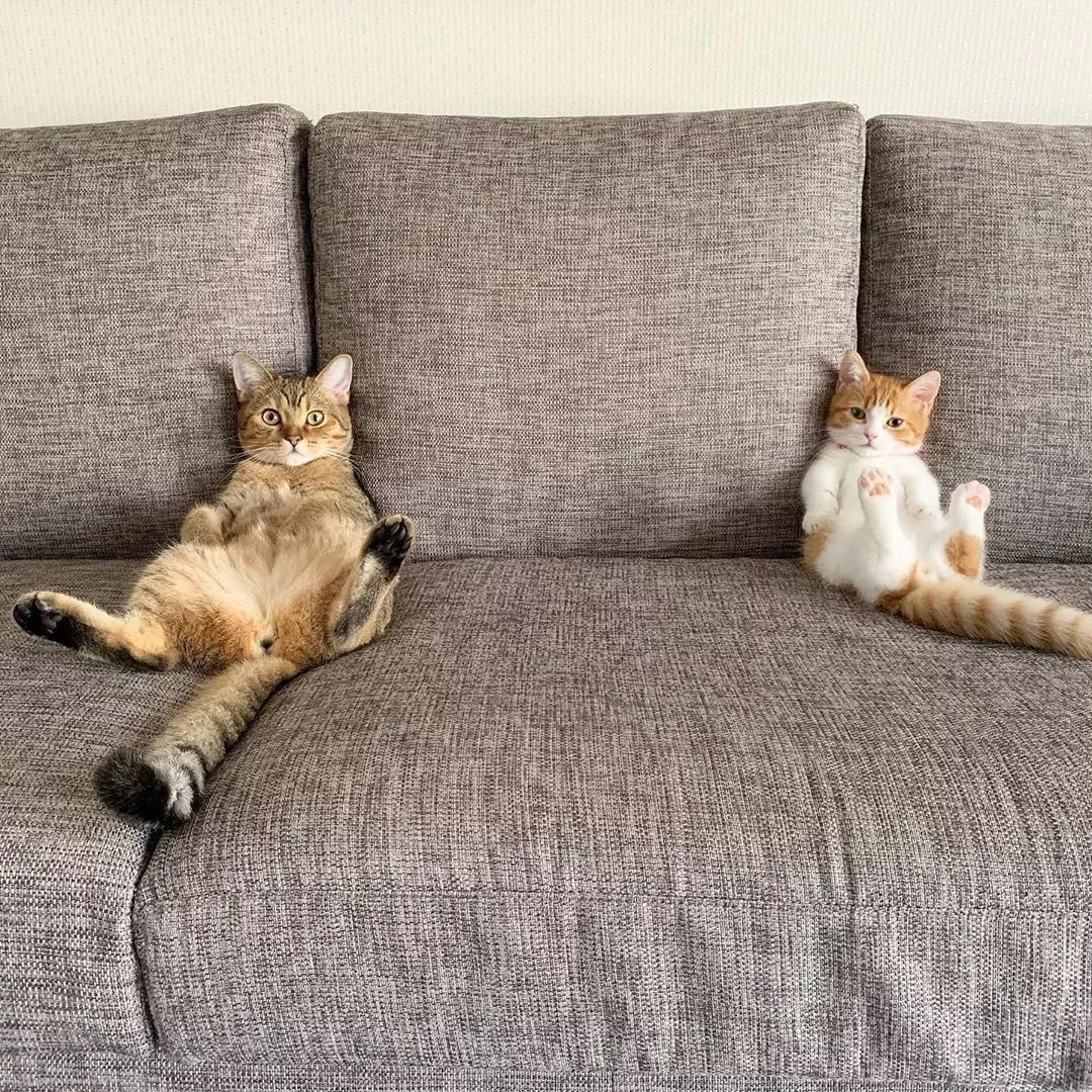 小奶猫成精睡姿萌化,一只成精的猫咪这睡姿太可怕了