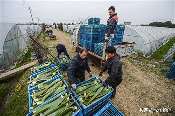 种植什么效益快收入高 (露天种植亩收入过万的种植项目)