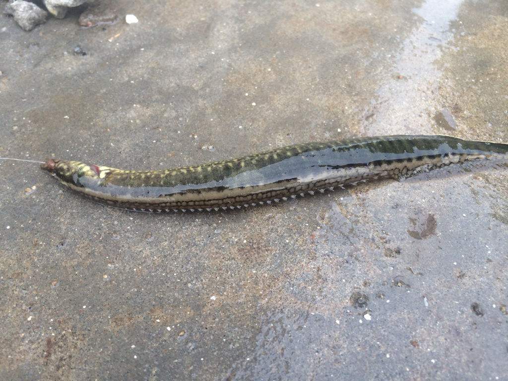 閲庨挀閲庣敓鐢查奔鏂规硶,閲庨挀鐢查奔楂樻晥绉樻柟