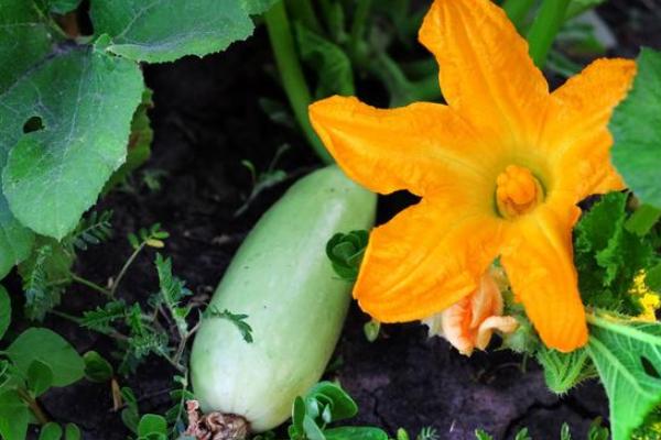 西葫芦怎么种植才能结多果,种植西葫芦到收瓜全过程