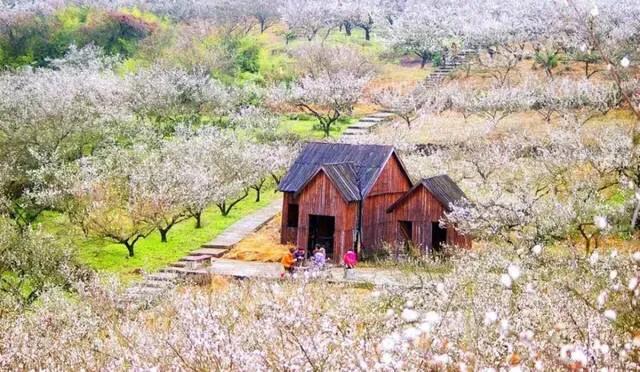 浙江8处赏梅胜地，收藏起来