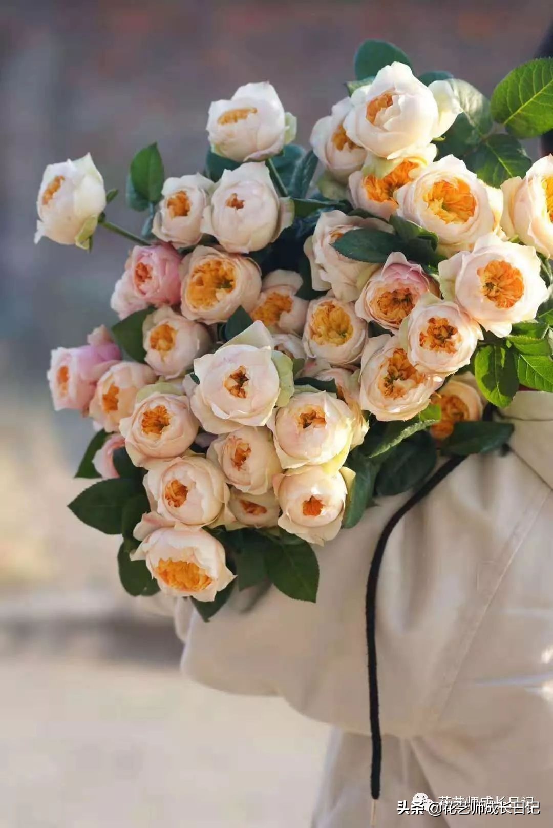 黄颜色的玫瑰是啥品种,浅黄色玫瑰有什么品种