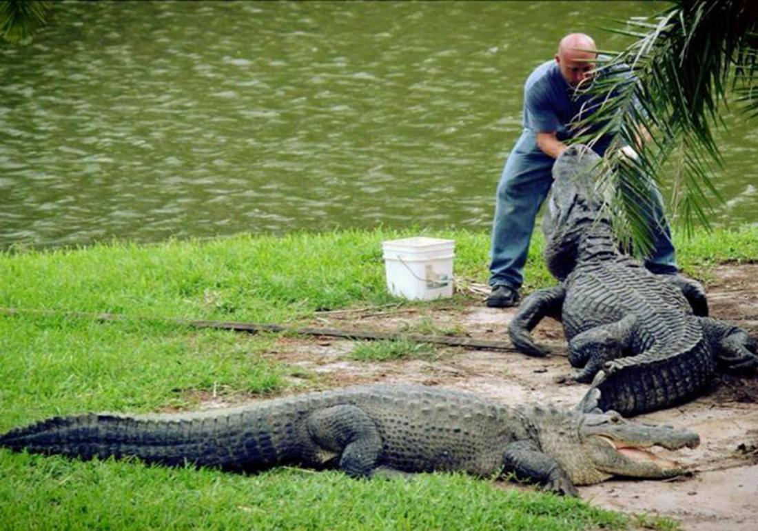 鳄鱼的饲养管理办法有哪些,扬子鳄养殖需要注意什么