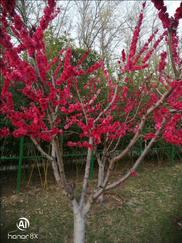 减河公园,减河公园的视频