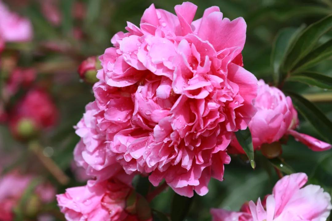 朝阳赏花攻略（建议收藏）