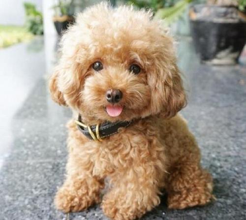 贵宾犬怎么养才听话一点呢图片,成年贵宾犬怎么养比较好一点