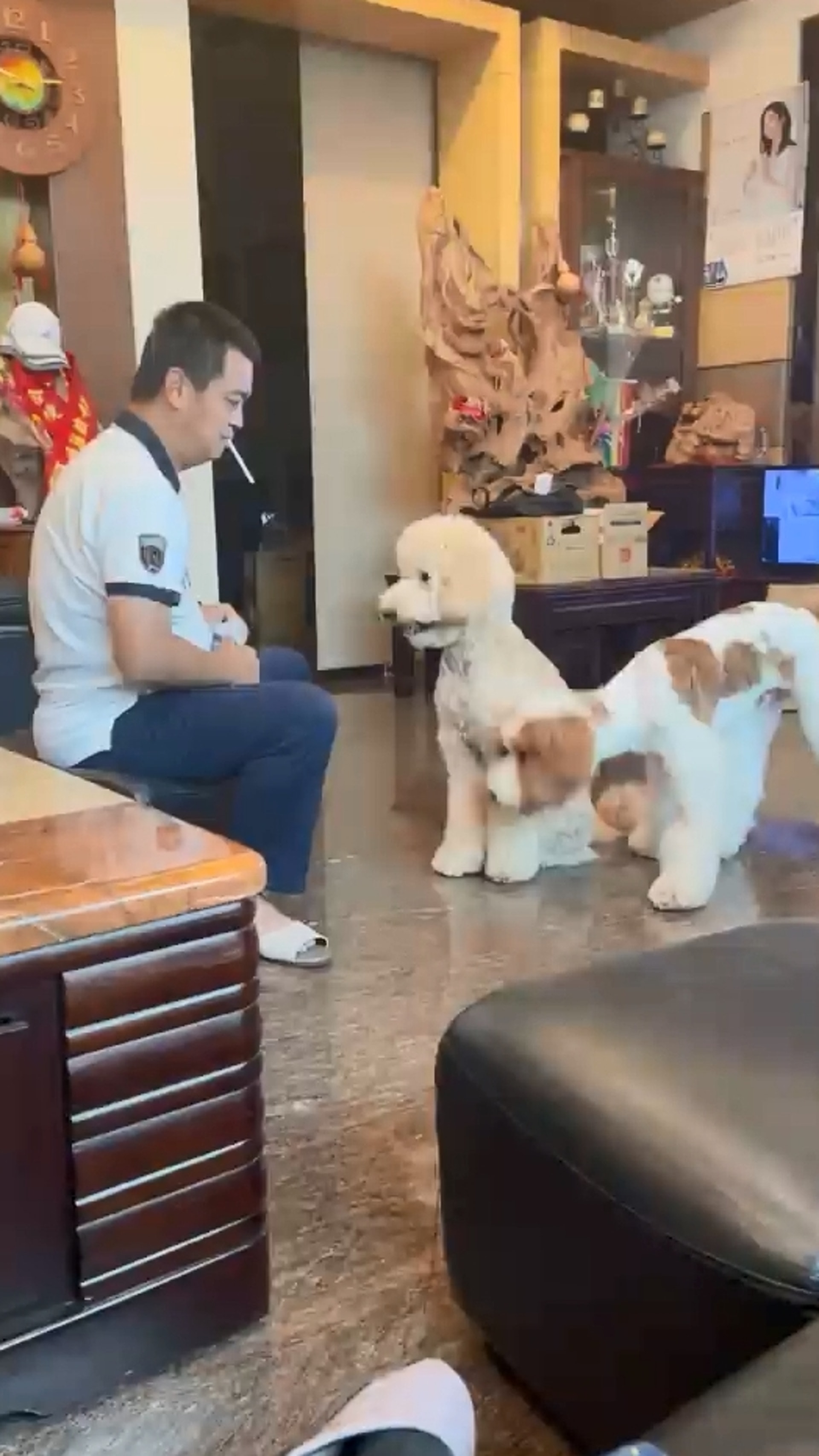 家里两只巨型贵宾犬,巨型贵宾犬发疯